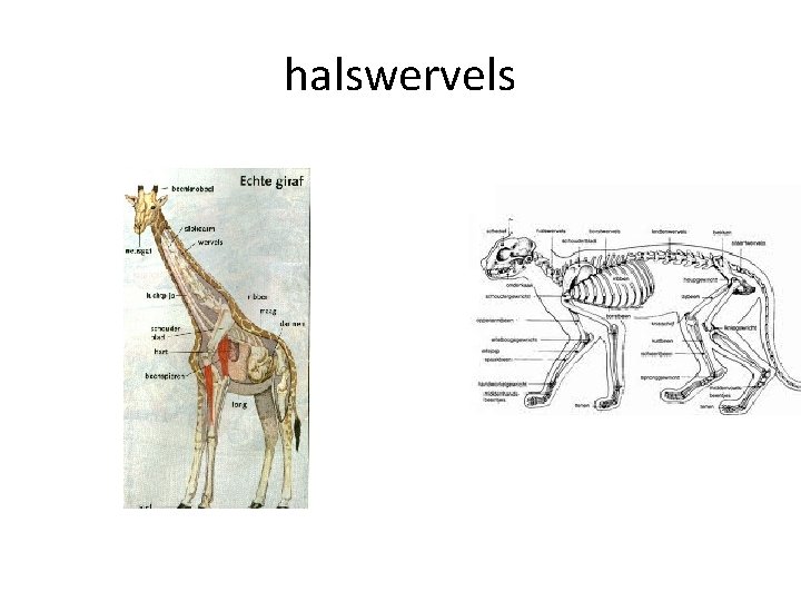 halswervels 