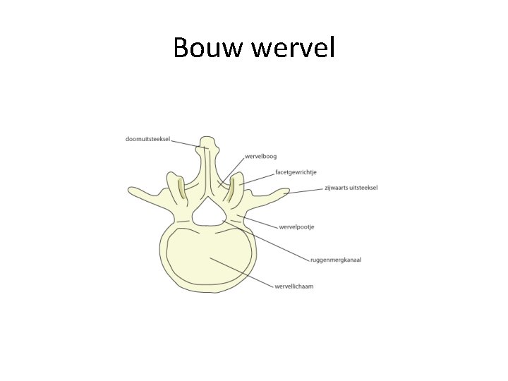 Bouw wervel 