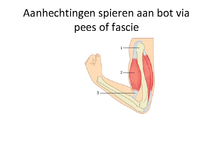 Aanhechtingen spieren aan bot via pees of fascie 