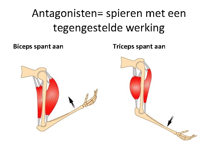 Antagonisten= spieren met een tegengestelde werking Biceps spant aan Triceps spant aan 