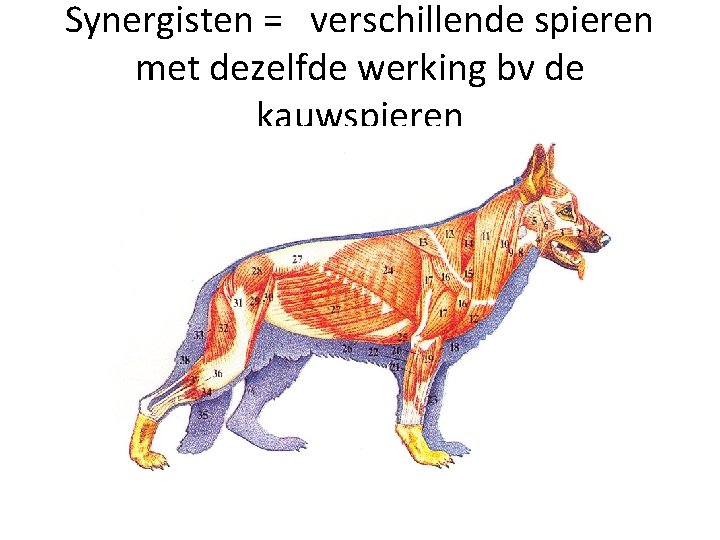 Synergisten = verschillende spieren met dezelfde werking bv de kauwspieren 