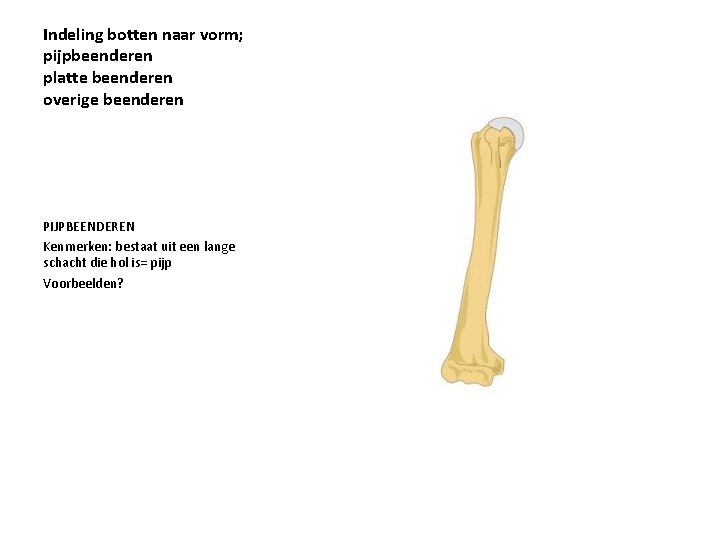 Indeling botten naar vorm; pijpbeenderen platte beenderen overige beenderen PIJPBEENDEREN Kenmerken: bestaat uit een