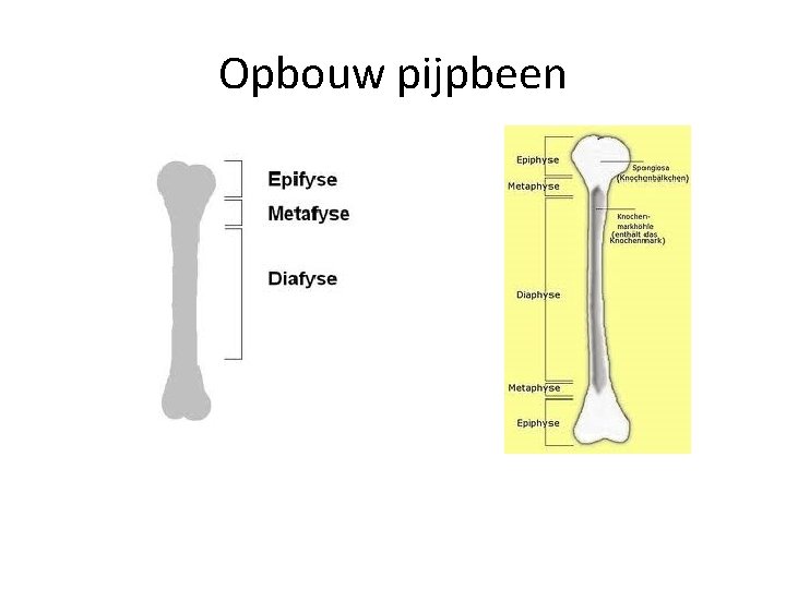 Opbouw pijpbeen 