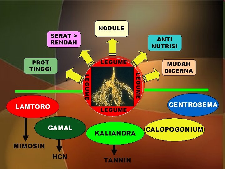 NODULE SERAT > RENDAH ANTI NUTRISI LEGUME PROT TINGGI LAMTORO LEGUME GAMAL KALIANDRA MIMOSIN