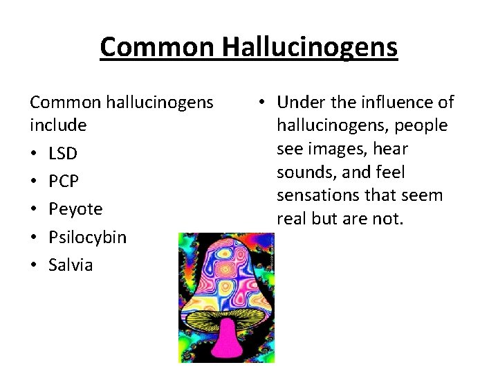 Common Hallucinogens Common hallucinogens include • LSD • PCP • Peyote • Psilocybin •