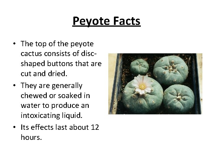 Peyote Facts • The top of the peyote cactus consists of discshaped buttons that