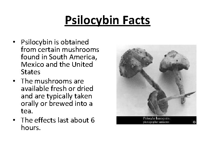 Psilocybin Facts • Psilocybin is obtained from certain mushrooms found in South America, Mexico
