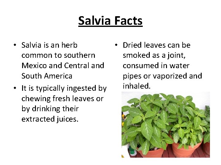 Salvia Facts • Salvia is an herb • Dried leaves can be common to