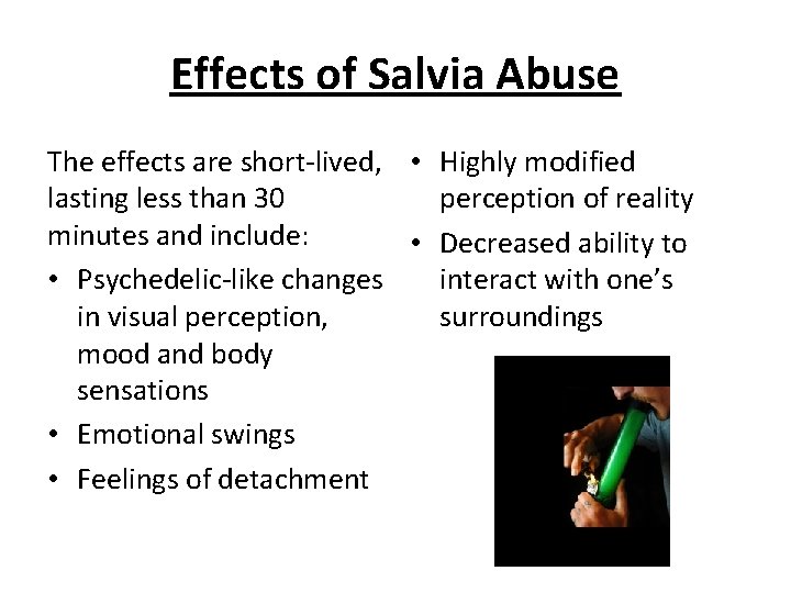 Effects of Salvia Abuse The effects are short-lived, • Highly modified lasting less than