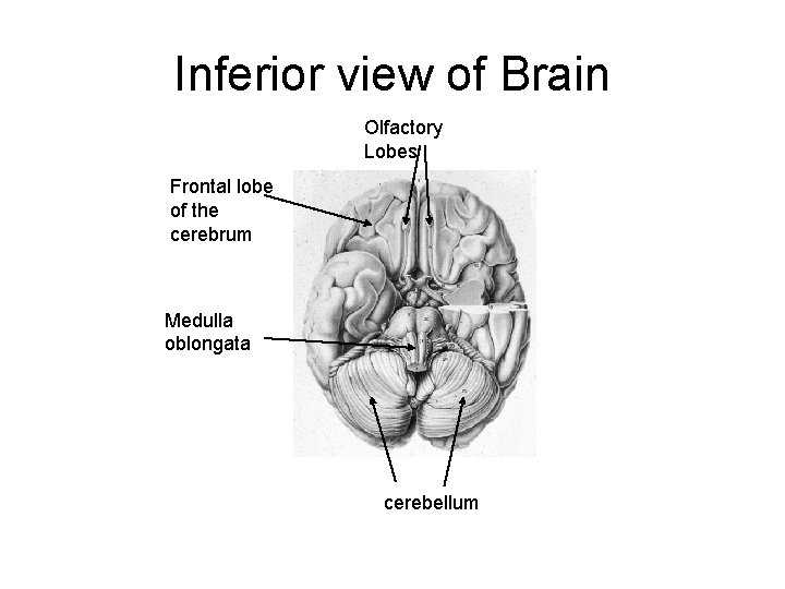 Inferior view of Brain Olfactory Lobes Frontal lobe of the cerebrum Medulla oblongata cerebellum