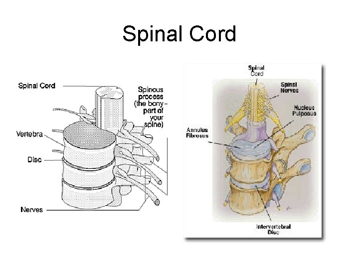 Spinal Cord 