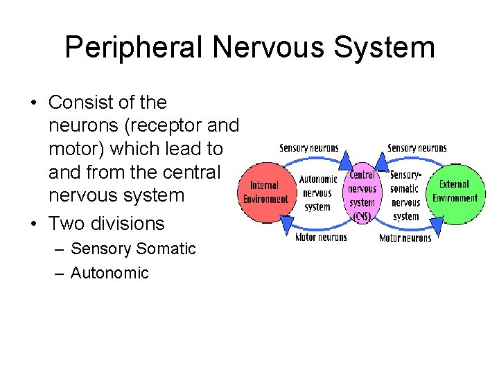 Peripheral Nervous System • Consist of the neurons (receptor and motor) which lead to