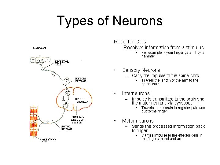 Types of Neurons Receptor Cells Receives information from a stimulus • • For example