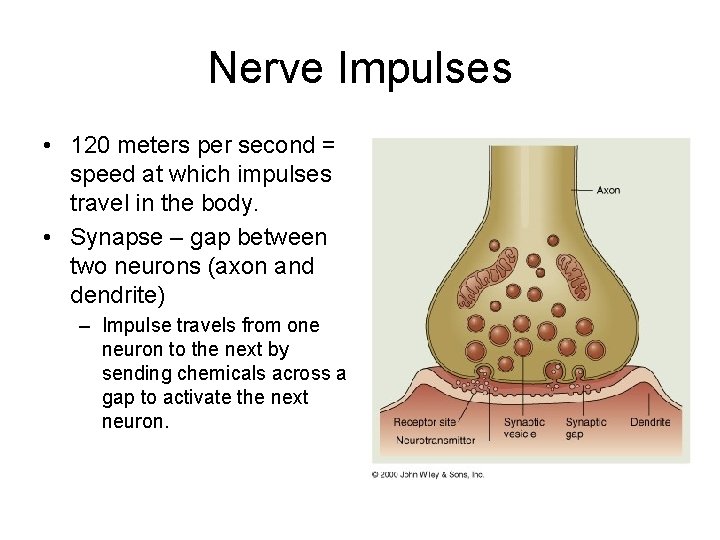 Nerve Impulses • 120 meters per second = speed at which impulses travel in