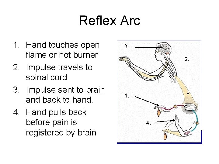 Reflex Arc 1. Hand touches open flame or hot burner 2. Impulse travels to