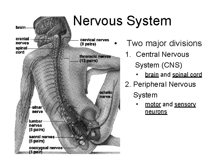 Nervous System • Two major divisions 1. Central Nervous System (CNS) • brain and