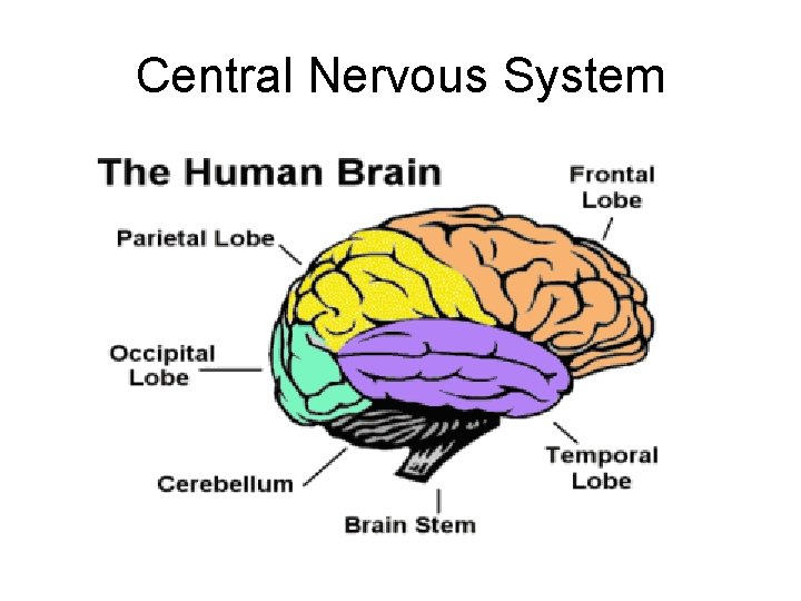 Central Nervous System 