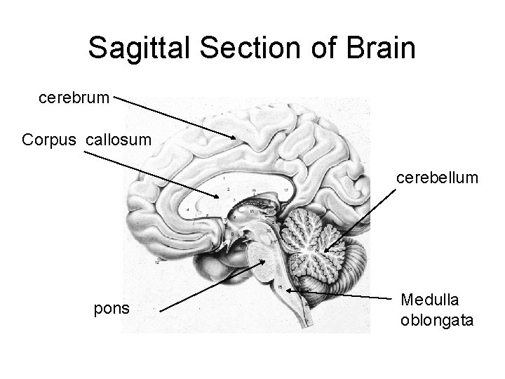 Sagittal Section of Brain cerebrum Corpus callosum cerebellum pons Medulla oblongata 