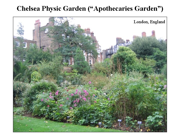 Chelsea Physic Garden (“Apothecaries Garden”) London, England 