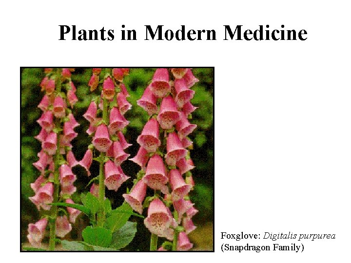 Plants in Modern Medicine Foxglove: Digitalis purpurea (Snapdragon Family) 