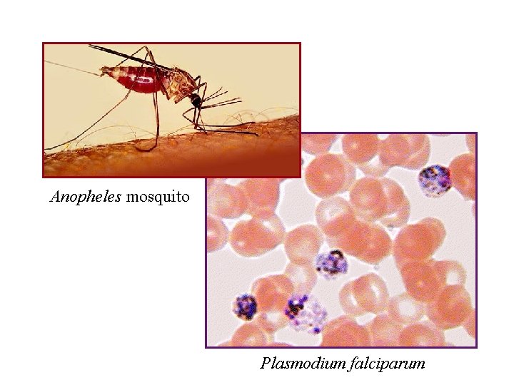 Anopheles mosquito Plasmodium falciparum 