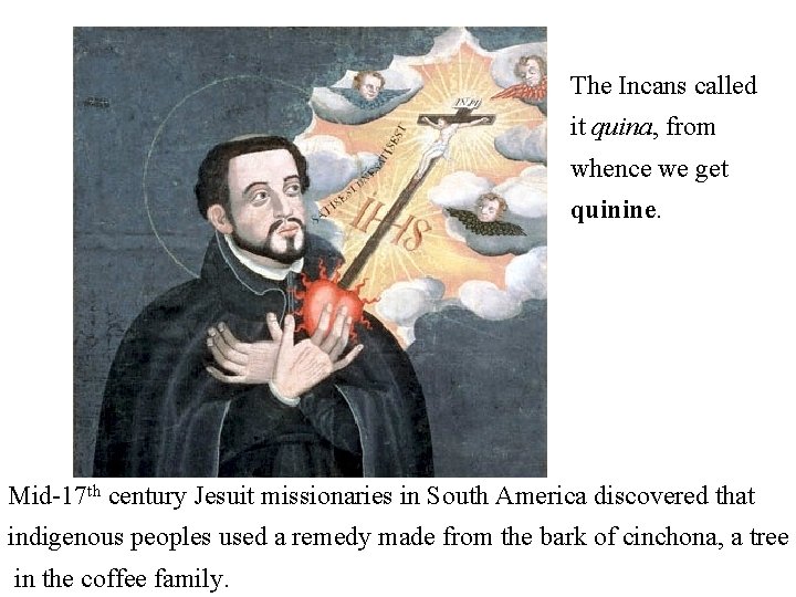 The Incans called it quina, from whence we get quinine. Mid-17 th century Jesuit