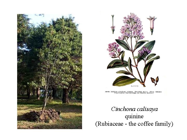 Cinchona calisaya quinine (Rubiaceae - the coffee family) 