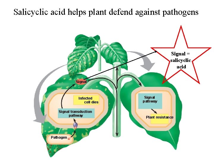 Salicyclic acid helps plant defend against pathogens Signal = salicyclic acid Signal Infected cell