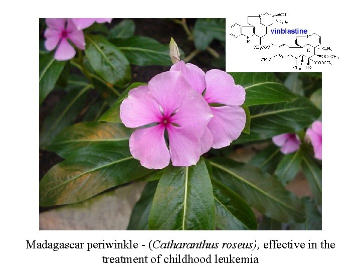Madagascar periwinkle - (Catharanthus roseus), effective in the treatment of childhood leukemia 
