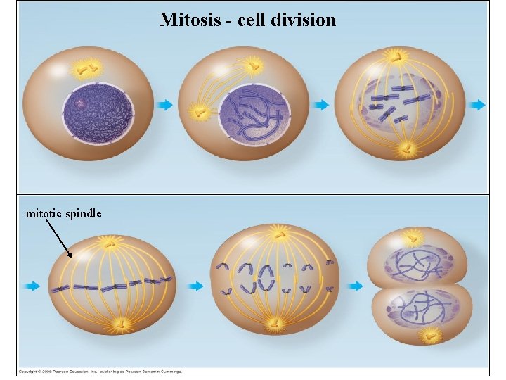 Mitosis - cell division mitotic spindle 