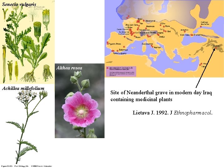 Senecio vulgaris Althea rosea Achillea millefolium Site of Neanderthal grave in modern day Iraq