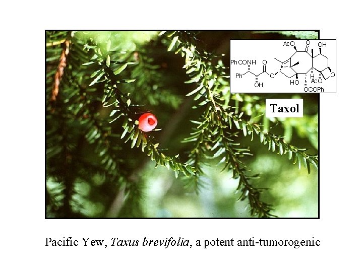 Taxol Pacific Yew, Taxus brevifolia, a potent anti-tumorogenic 