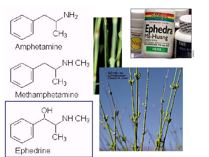 Ephedra, source of ephedra, or ma-huang 