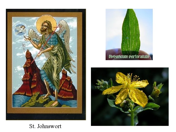St. Johnswort 