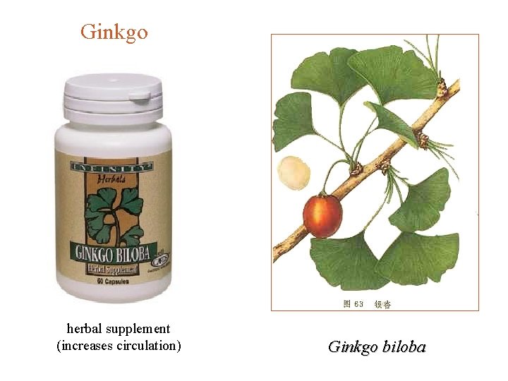 Ginkgo herbal supplement (increases circulation) Ginkgo biloba 