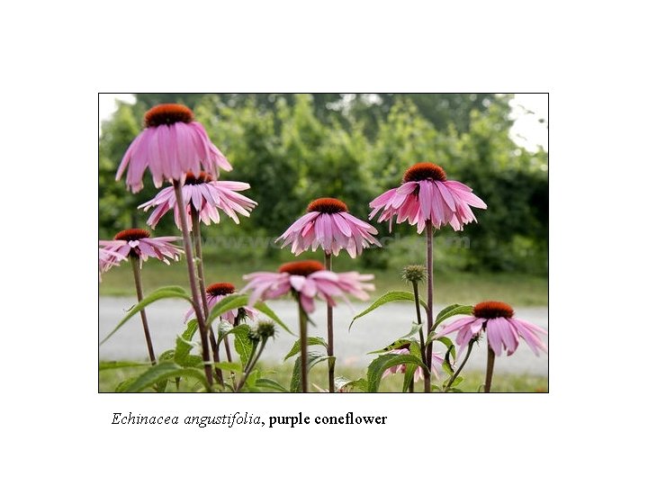 Echinacea angustifolia, purple coneflower 