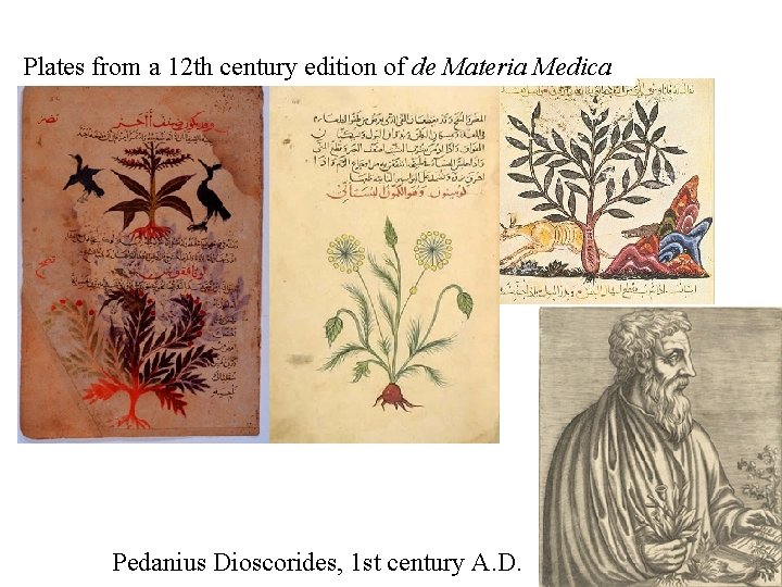 Plates from a 12 th century edition of de Materia Medica Pedanius Dioscorides, 1