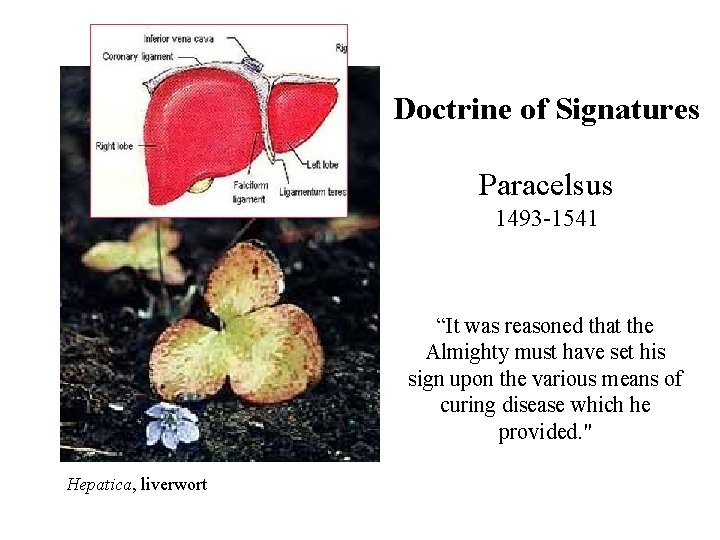 Doctrine of Signatures Paracelsus 1493 -1541 “It was reasoned that the Almighty must have