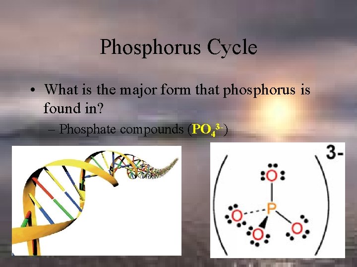 Phosphorus Cycle • What is the major form that phosphorus is found in? –
