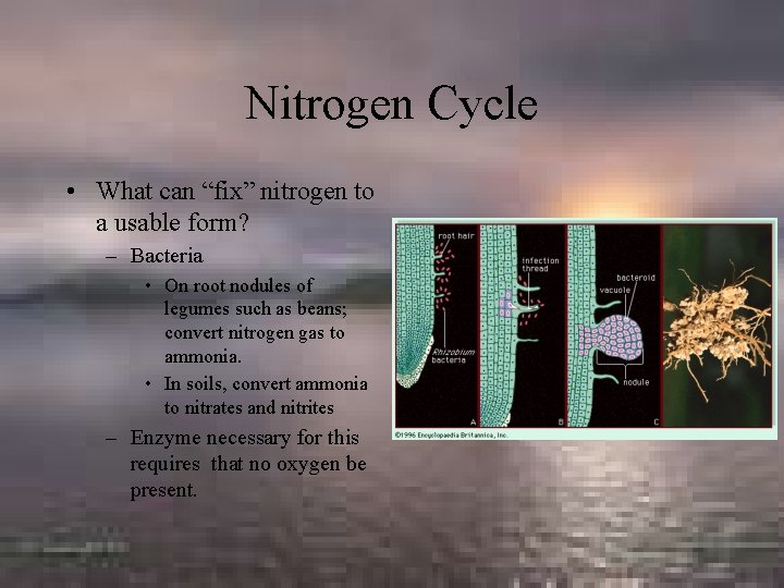 Nitrogen Cycle • What can “fix” nitrogen to a usable form? – Bacteria •