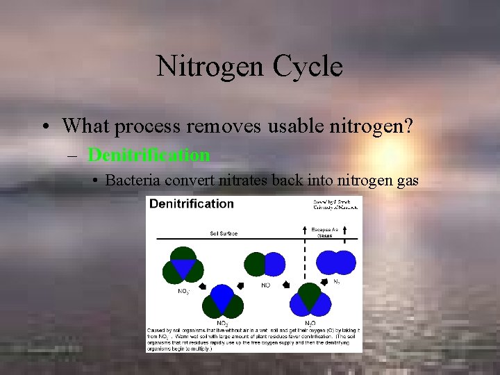 Nitrogen Cycle • What process removes usable nitrogen? – Denitrification • Bacteria convert nitrates
