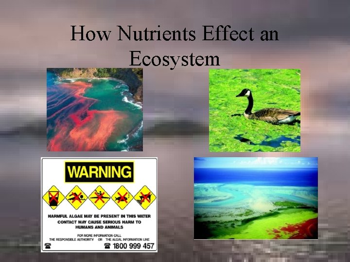 How Nutrients Effect an Ecosystem 