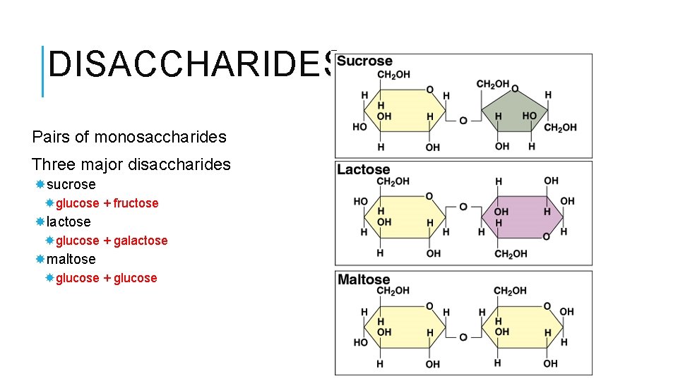 DISACCHARIDES Pairs of monosaccharides Three major disaccharides sucrose glucose + fructose lactose glucose +