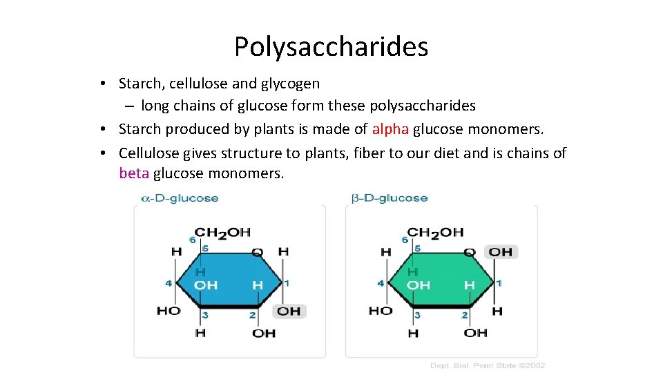 Polysaccharides • Starch, cellulose and glycogen – long chains of glucose form these polysaccharides