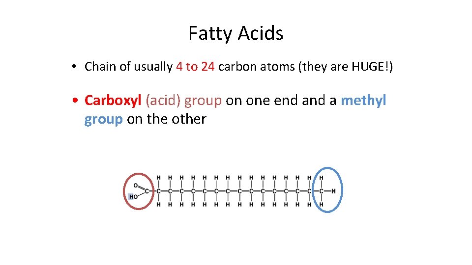 Fatty Acids • Chain of usually 4 to 24 carbon atoms (they are HUGE!)