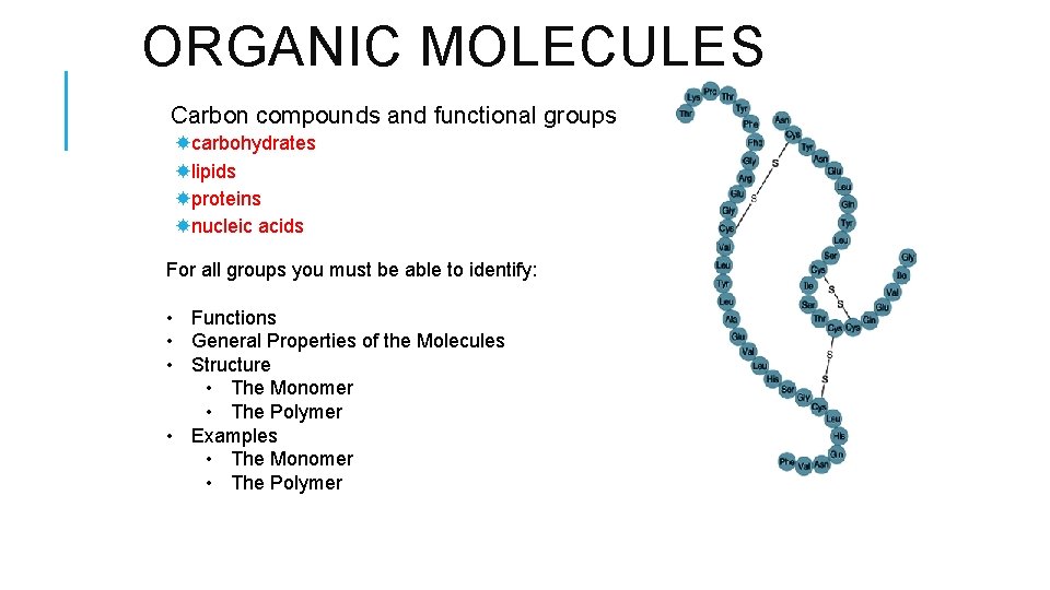 ORGANIC MOLECULES Carbon compounds and functional groups carbohydrates lipids proteins nucleic acids For all