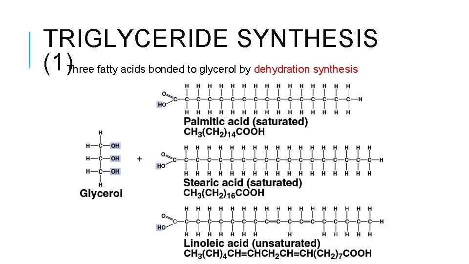 TRIGLYCERIDE SYNTHESIS (1)Three fatty acids bonded to glycerol by dehydration synthesis 