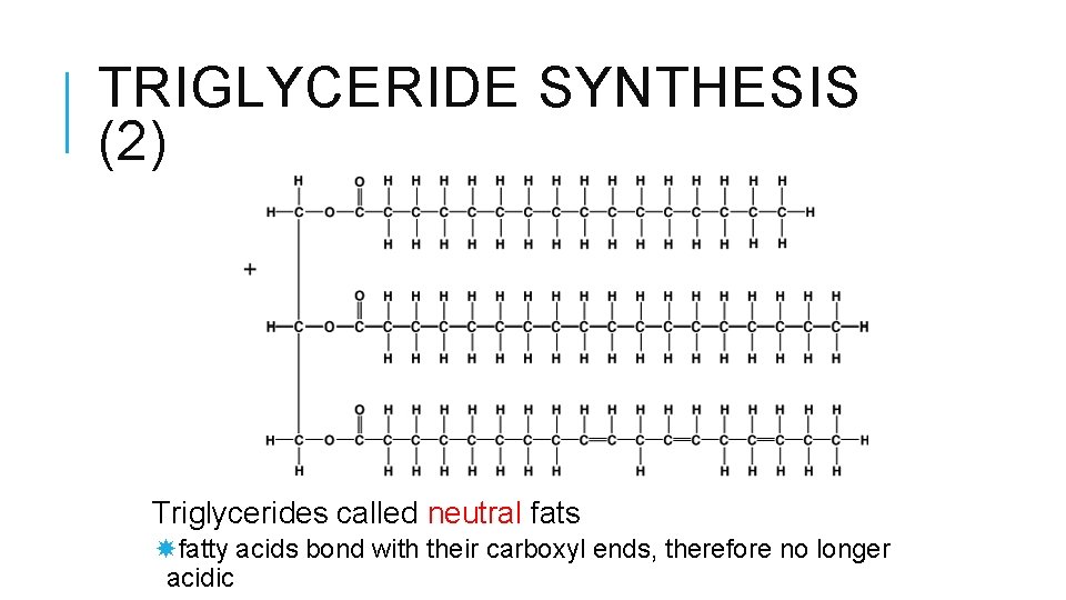 TRIGLYCERIDE SYNTHESIS (2) Triglycerides called neutral fats fatty acids bond with their carboxyl ends,