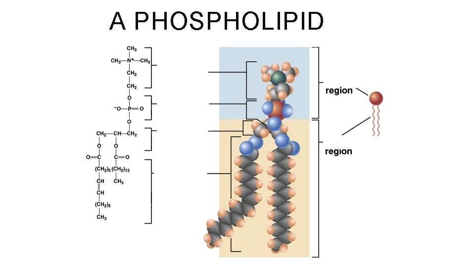 A PHOSPHOLIPID 