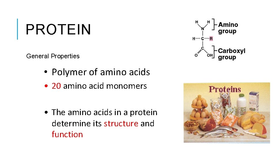 PROTEIN General Properties • Polymer of amino acids • 20 amino acid monomers •